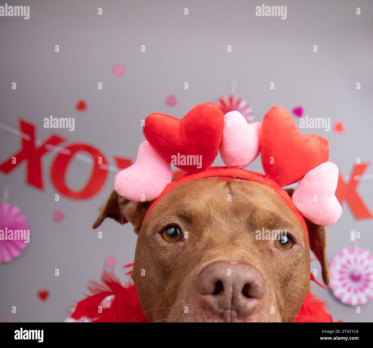 Close-up Portrait of a staffordshire bull terrier mixed breed dog sitting in front of a festive banner Stock Photo