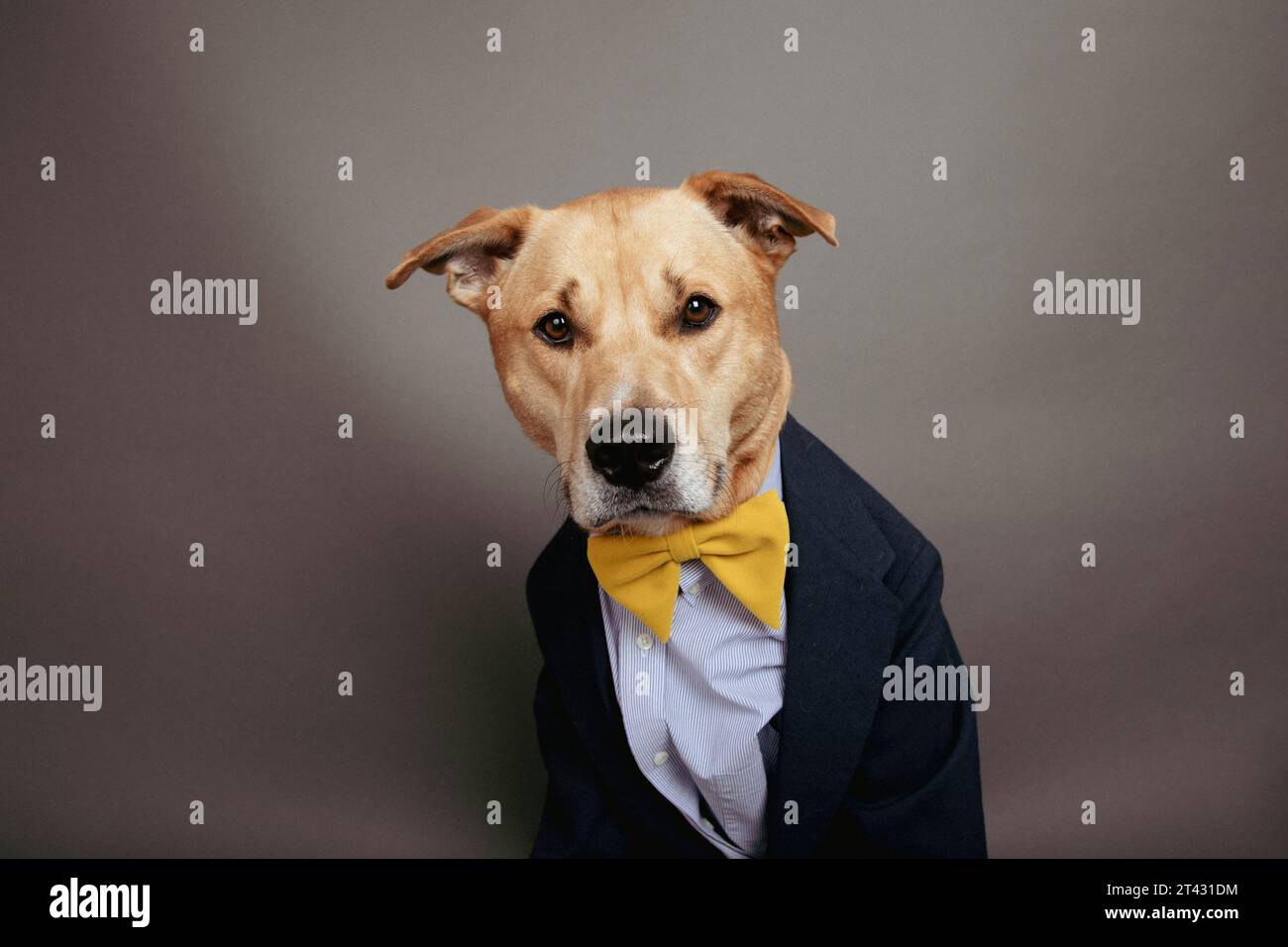 Portrait of a labrador retriever mix dog dressed in a shirt, bow tie and jacket Stock Photo