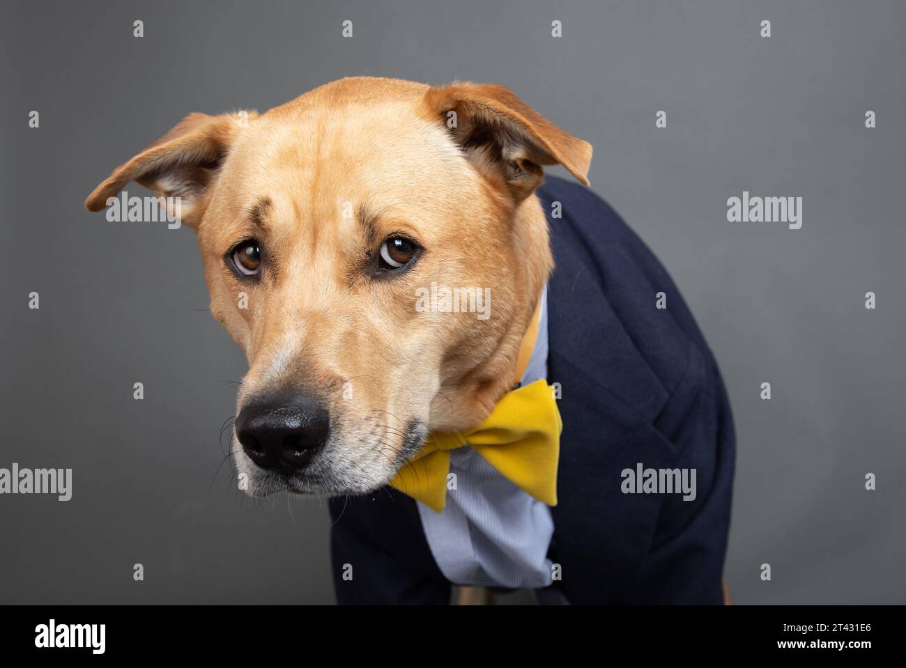 Portrait of an anxious labrador retriever mix dog dressed in a shirt, bow tie and jacket Stock Photo