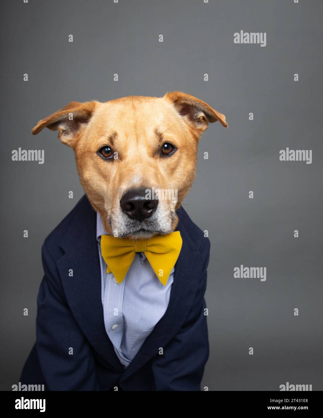 Portrait of a labrador retriever mix dog dressed in a shirt, bow tie and jacket Stock Photo