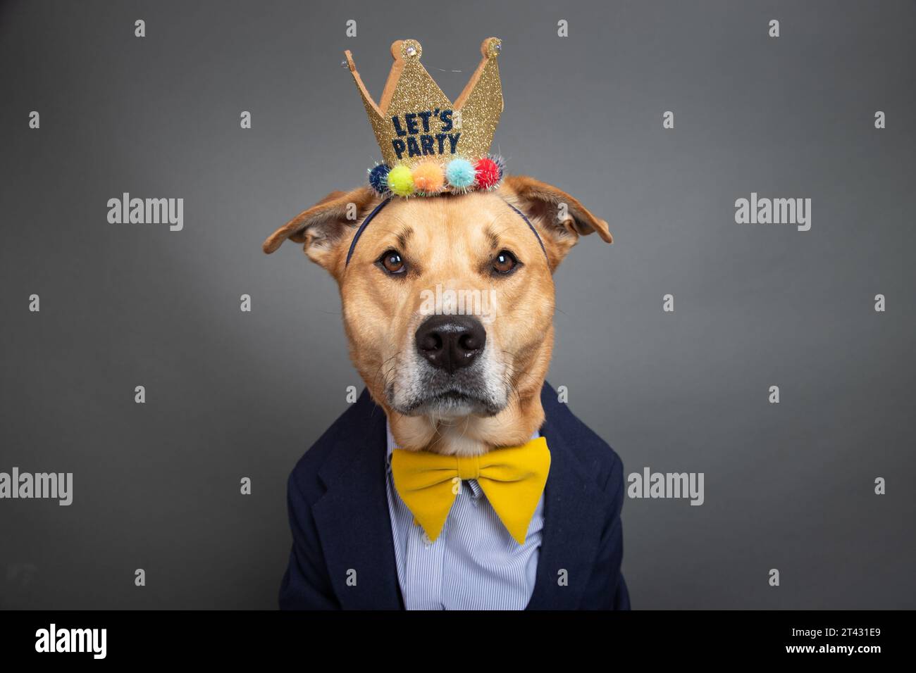 Portrait of a labrador retriever mix dog dressed in a shirt, bow tie, jacket and crown with the words lets party Stock Photo