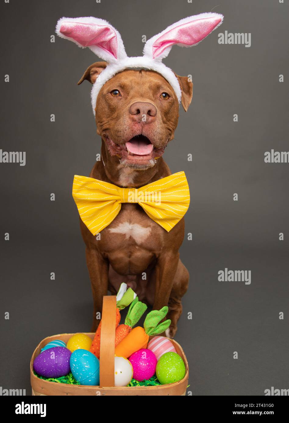 Staffordshire bull terrier dog dressed as an Easter bunny siting next to a basket filled with painted easter eggs Stock Photo