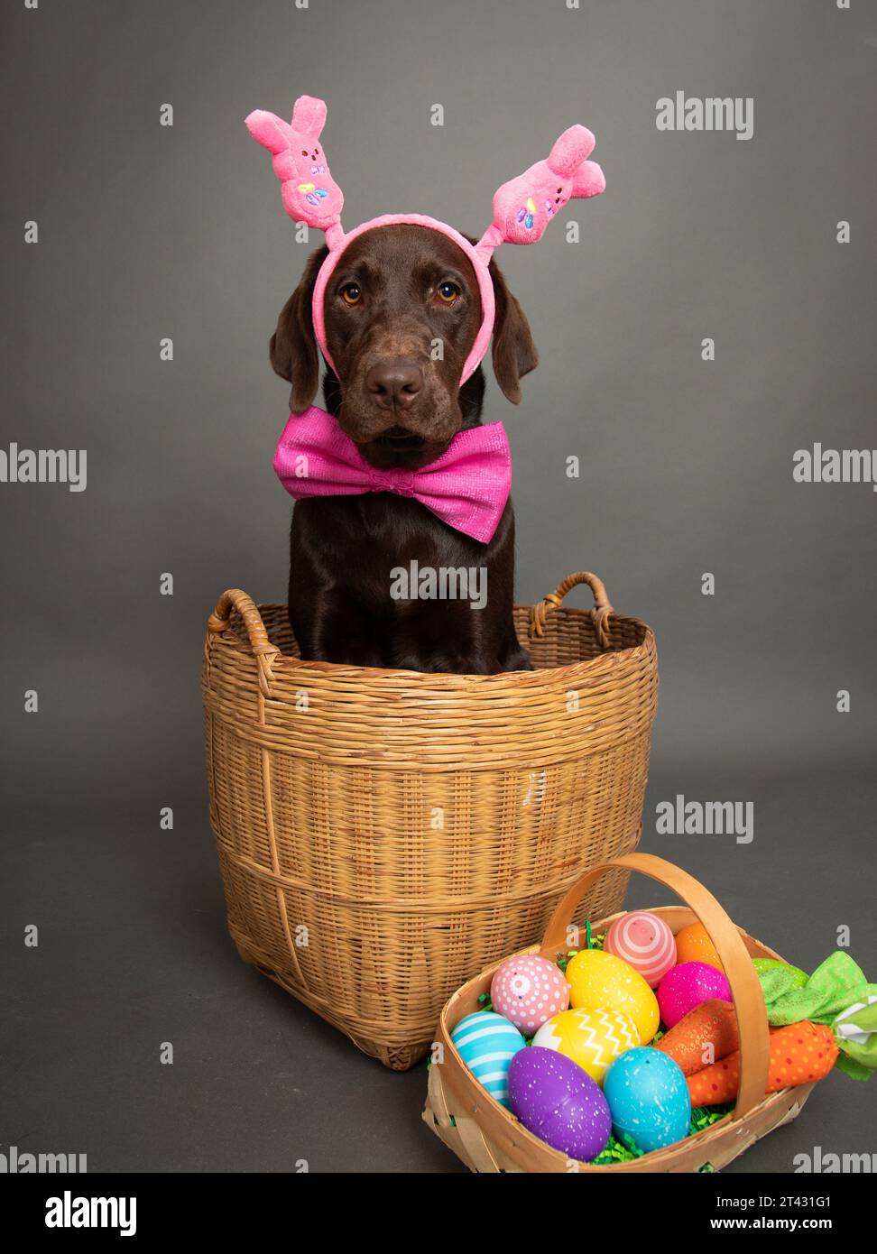 Chocolate labrador dog wearing a head band siting in a basket nest to painted Easter eggs Stock Photo