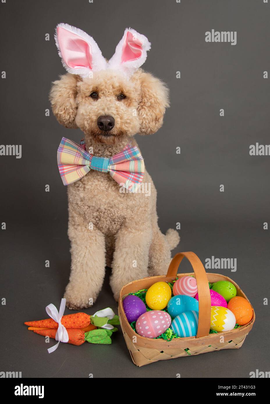 Miniature golden doodle dog dressed as an Easter bunny siting next to a basket filled with painter Easter eggs Stock Photo