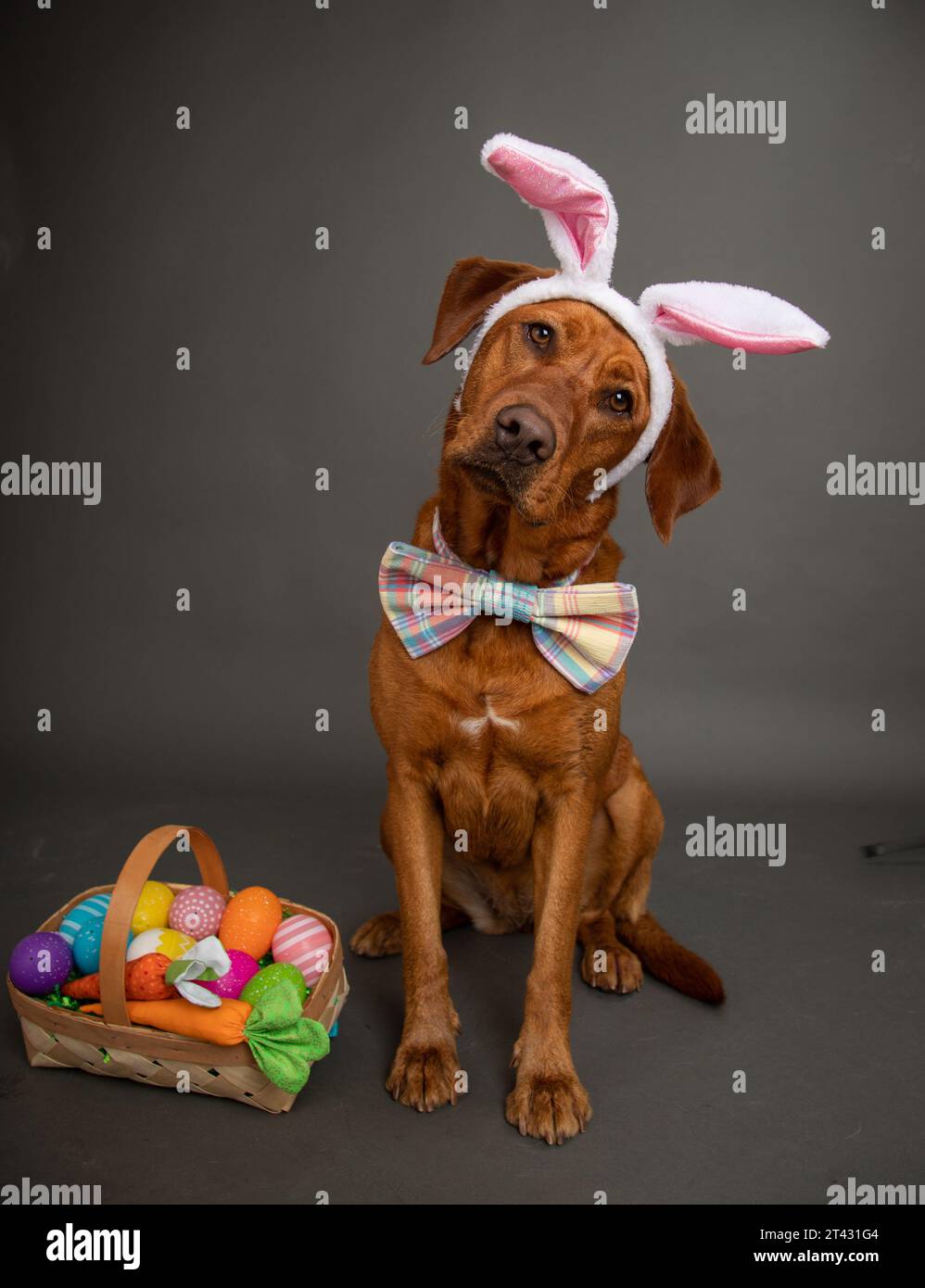 Red Fox Labrador Retriever dog wearing Easter bunny ears  and a bow tie sitting next to a basket filled with painted Easter eggs and carrots Stock Photo