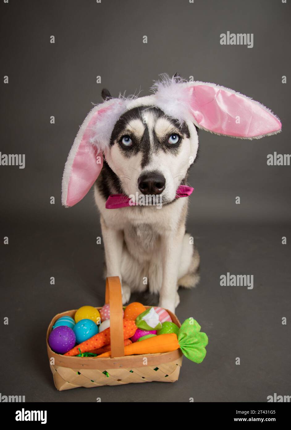 Sad siberian husky dog wearing Easter bunny ears sitting next to a basket filled with painted Easter eggs and carrots Stock Photo