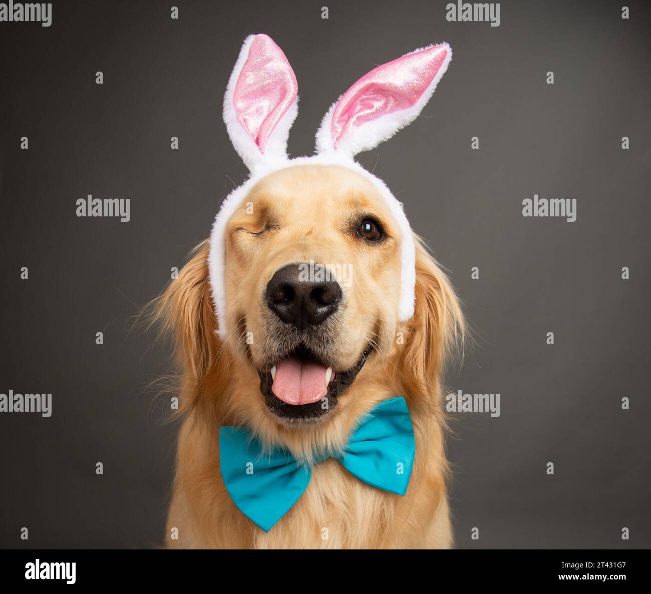 Portrait of a one eyed golden retriever wearing Easter bunny ears and a bow tie Stock Photo