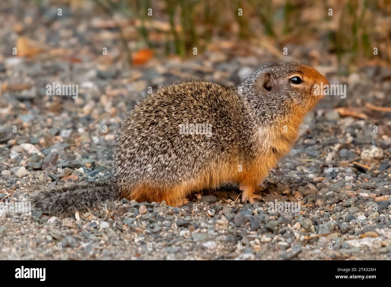 Close-up of a Ground Squirrel, British Columbia, Canada Stock Photo