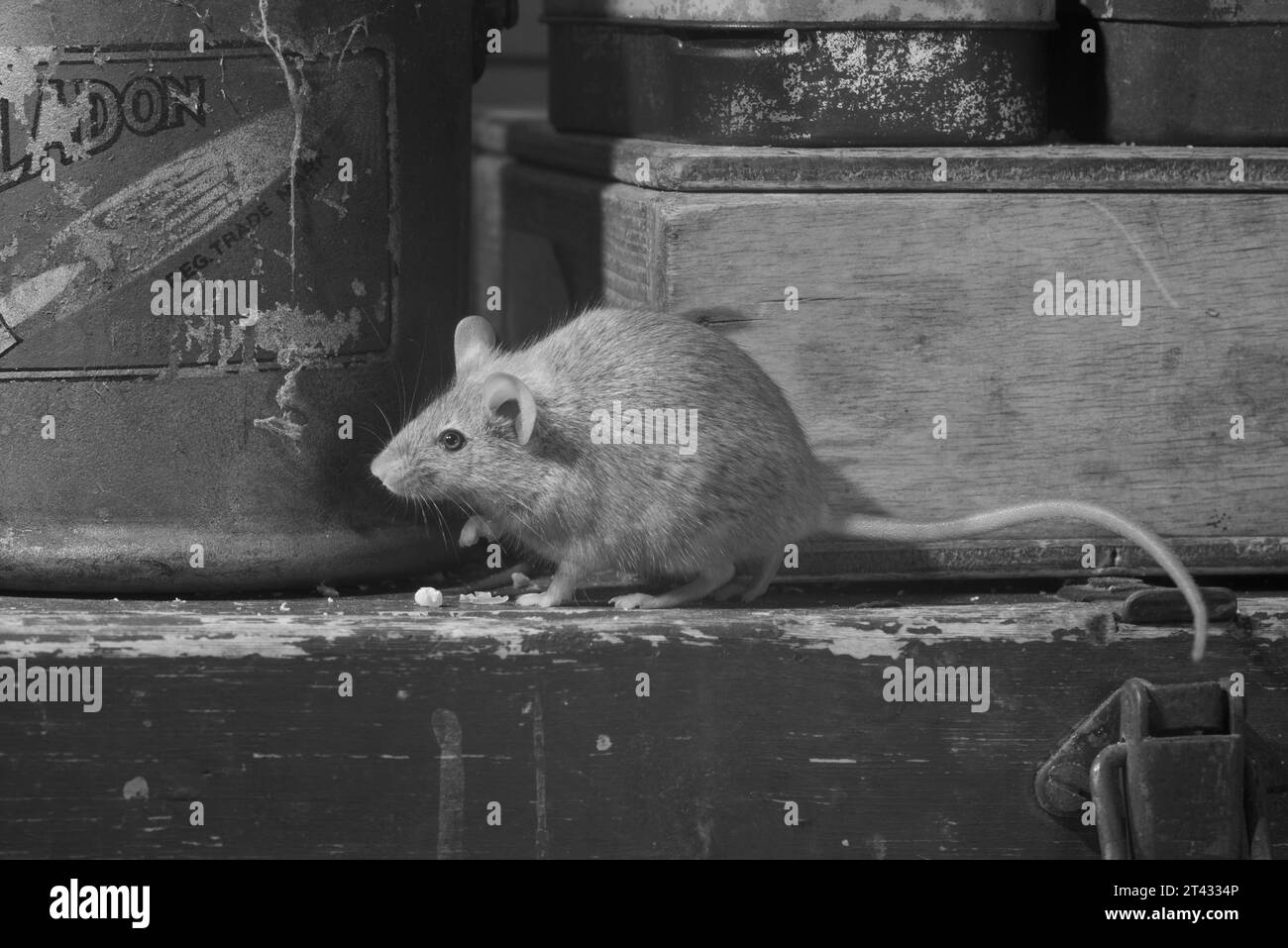 https://c8.alamy.com/comp/2T4334P/house-mouse-mus-musculus-greater-manchester-uk-2T4334P.jpg