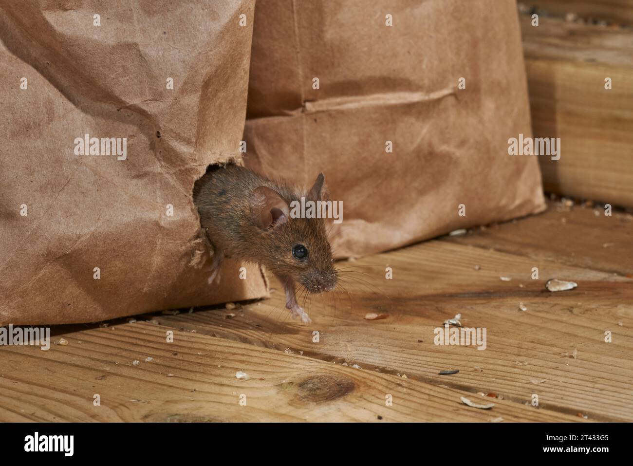 House mouse (Mus musculus), Greater Manchester, UK. Eating bird food from hole chewed in bag. Stock Photo