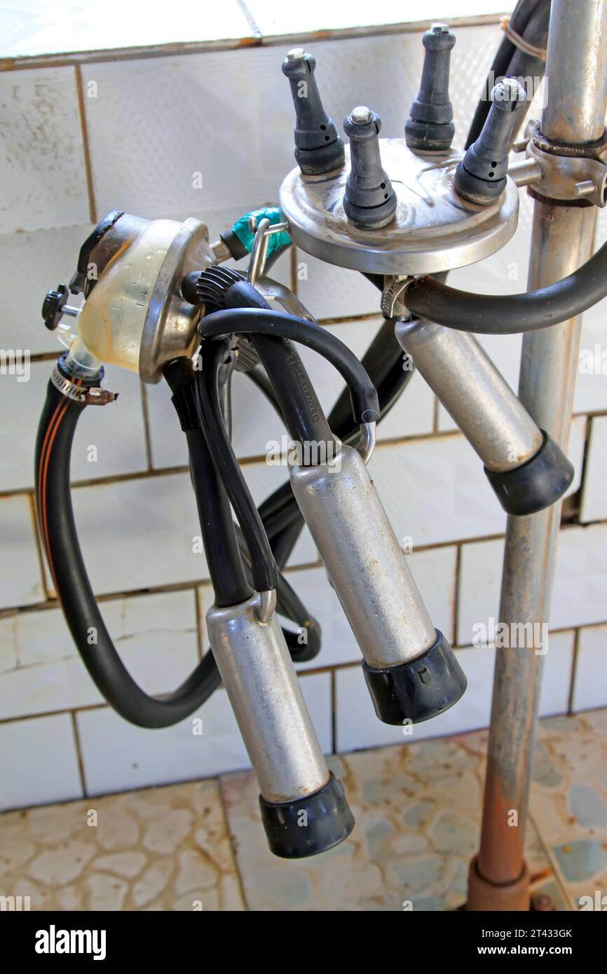 mechanized milking pipes in the dairy farms, closeup of photo Stock Photo