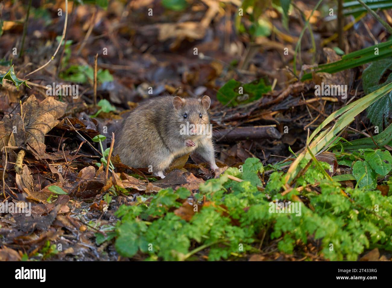 Brown rat (Rattus norvegicus) eating seed put out for birds. Reddish Vale Country Park, Greater Manchester. January 2023 Stock Photo