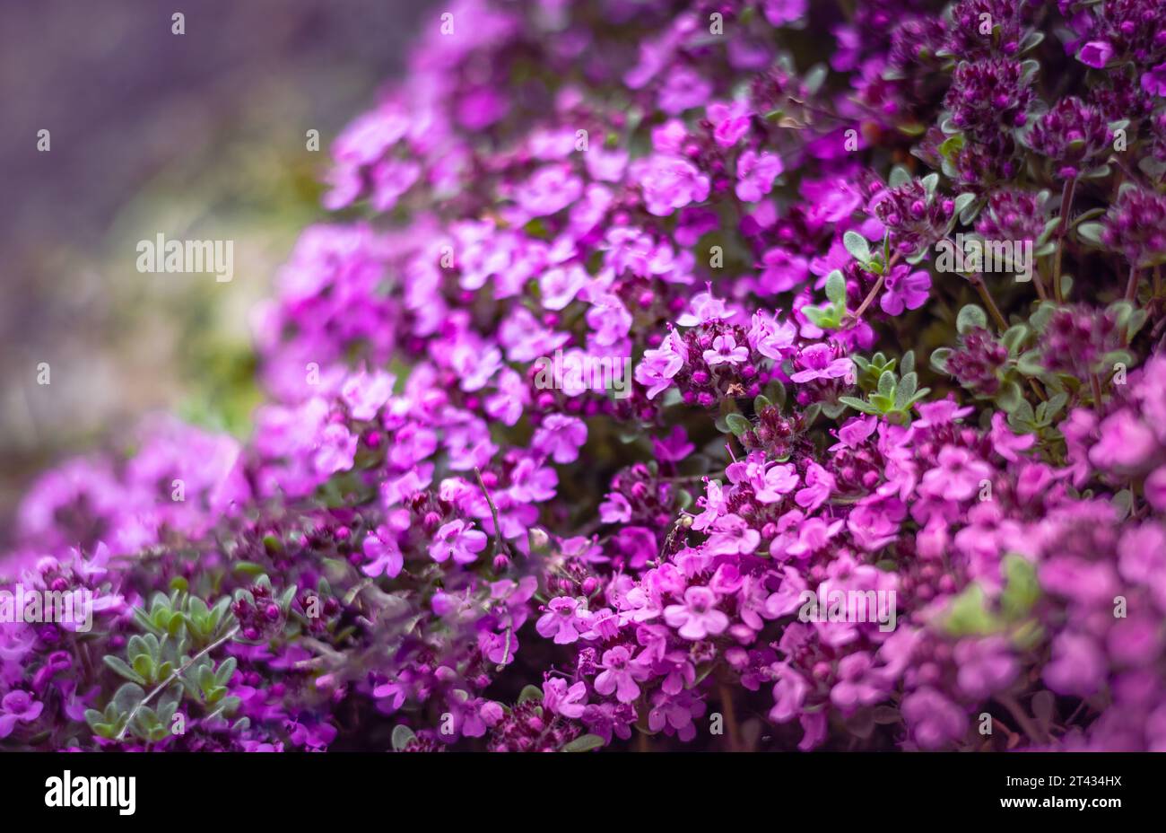 Blurred backgroud with dense carpet of small purple phlox flowers. Stock Photo