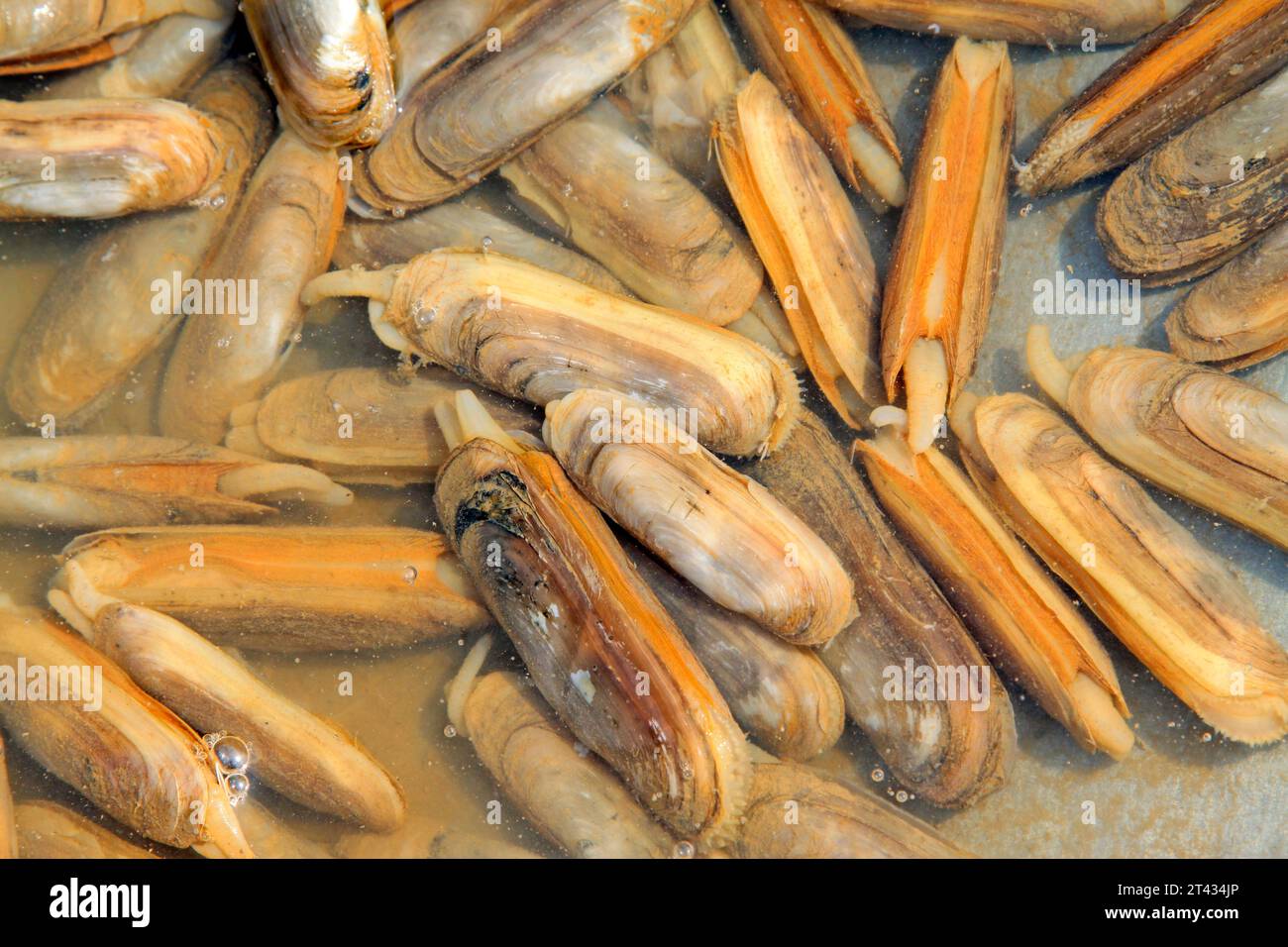 razor clams on the farm market booth, closeup of photo Stock Photo - Alamy