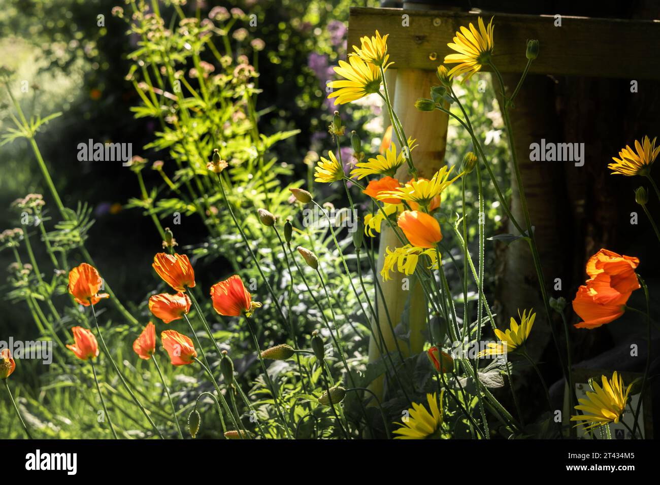 Orange poppy and golden aster flowers blooming under the wooden fence in the garden. Stock Photo