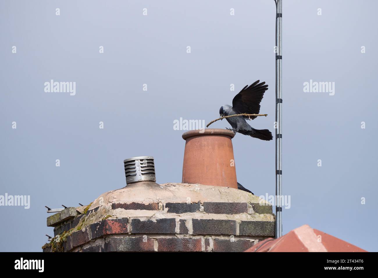 Jackdaw (Corvus monedula) nesting in house chimney, Greater Manchester. April 2023 Stock Photo
