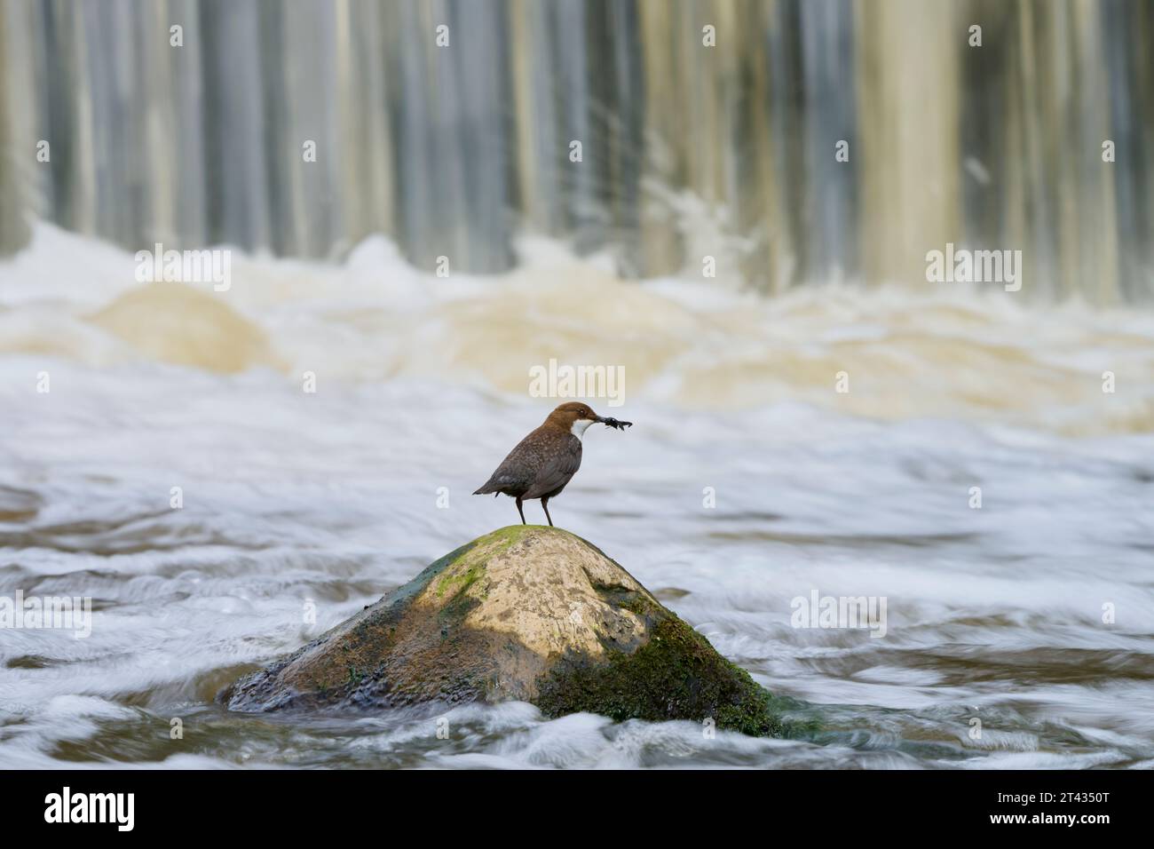 White-throated dipper (Cinclus cinclus), River Tame, Greater Manchester. April 2023. Building nest on a wall beside a weir. Stock Photo