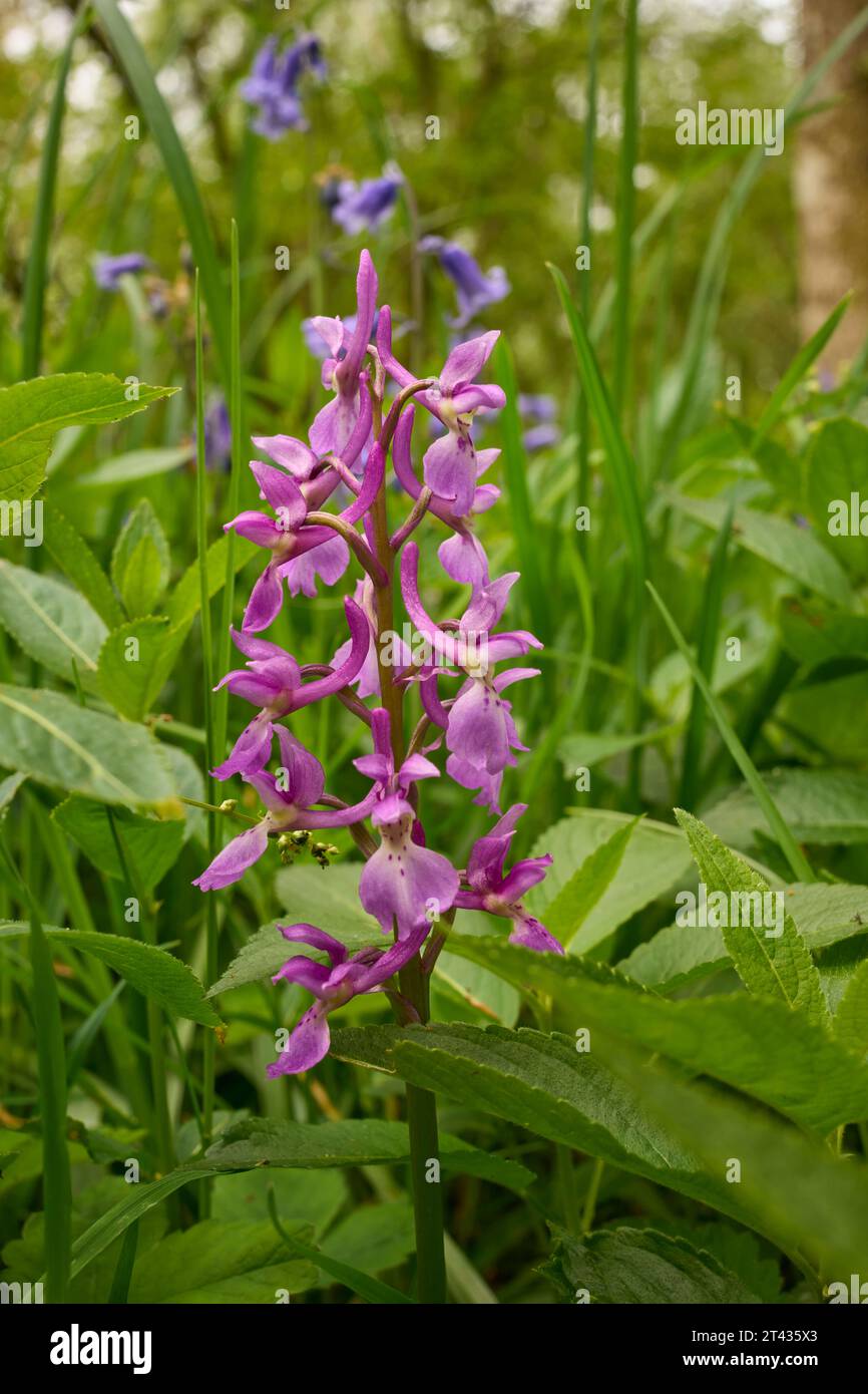 Bluebells (Hyacinthoides non-scripta) and early purple orchid (Orchis mascula) in oak (Quercus robur) woodland. Carstramon Wood, Dumfries and Galloway Stock Photo