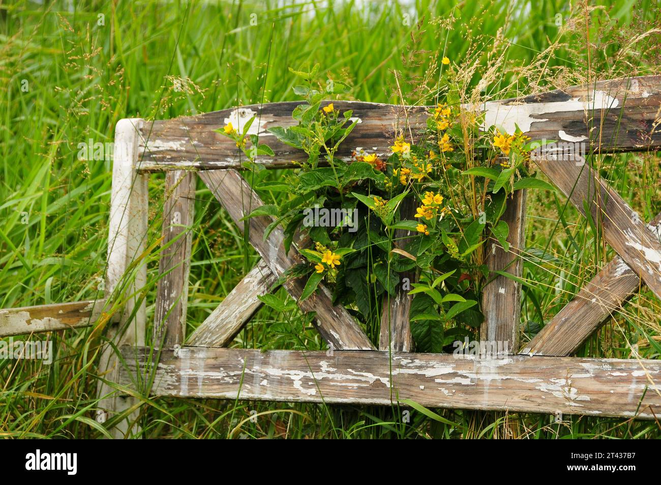 Sections of an aged wooden bench adorned with lush grass and vibrant yellow blooms. Stock Photo