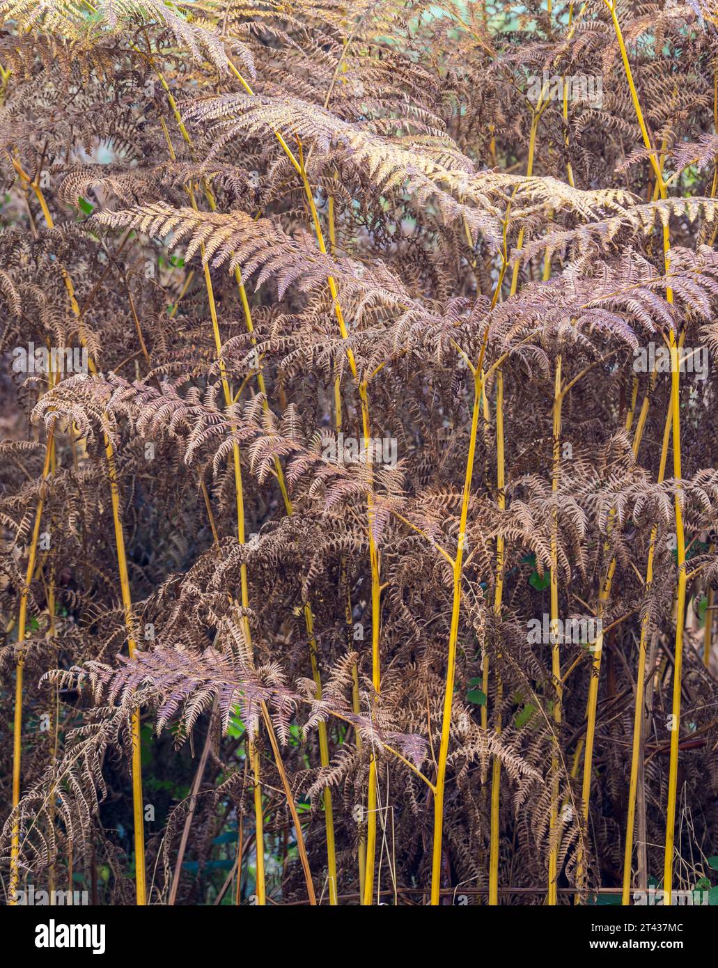 Red and Yellow, Autumn Ferns, Harcourt Arboretum, Oxford, Oxfordshire, England, UK, GB. Stock Photo