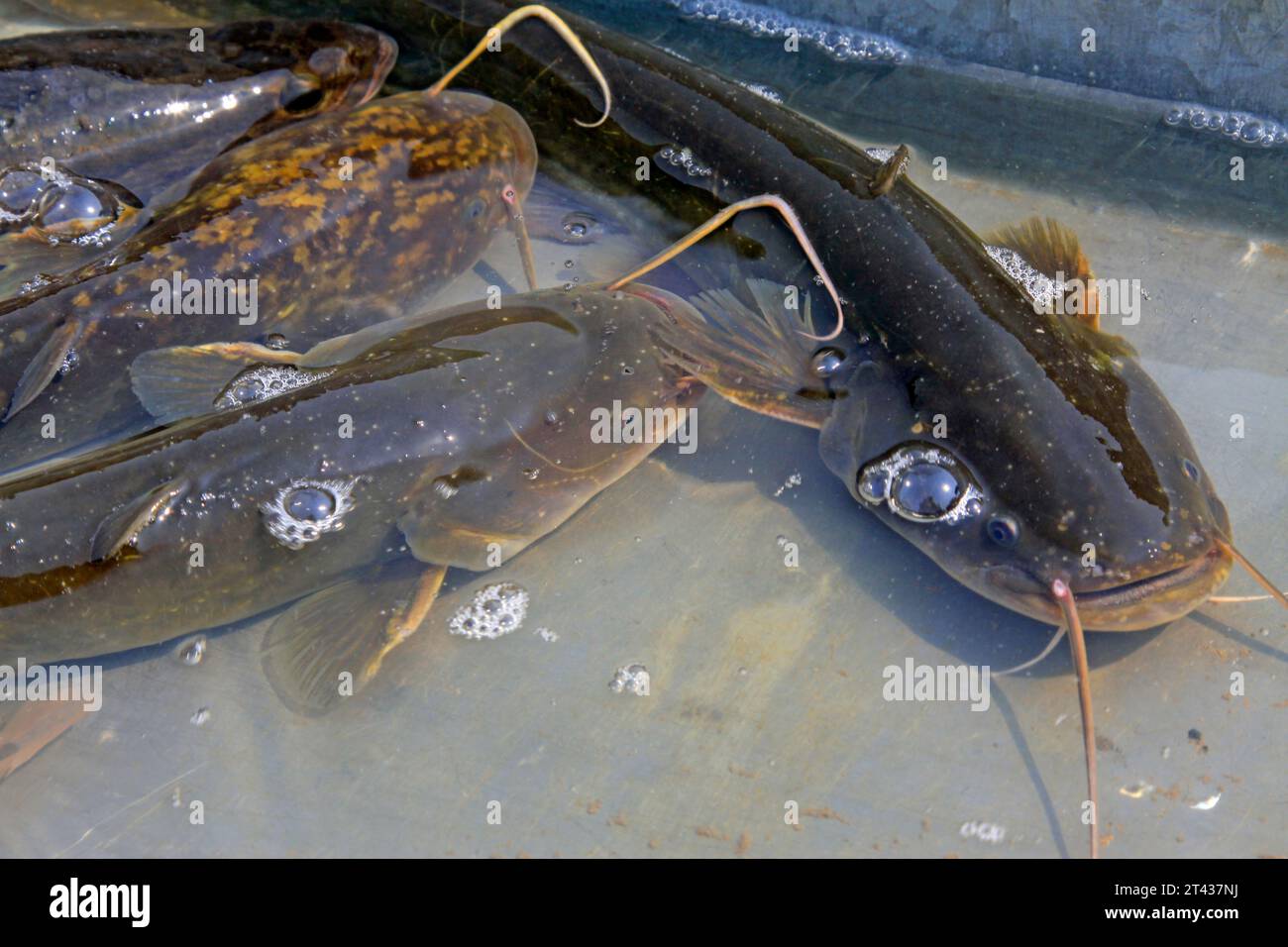 catfish swimming in the pool, closeup of photo Stock Photo Alamy