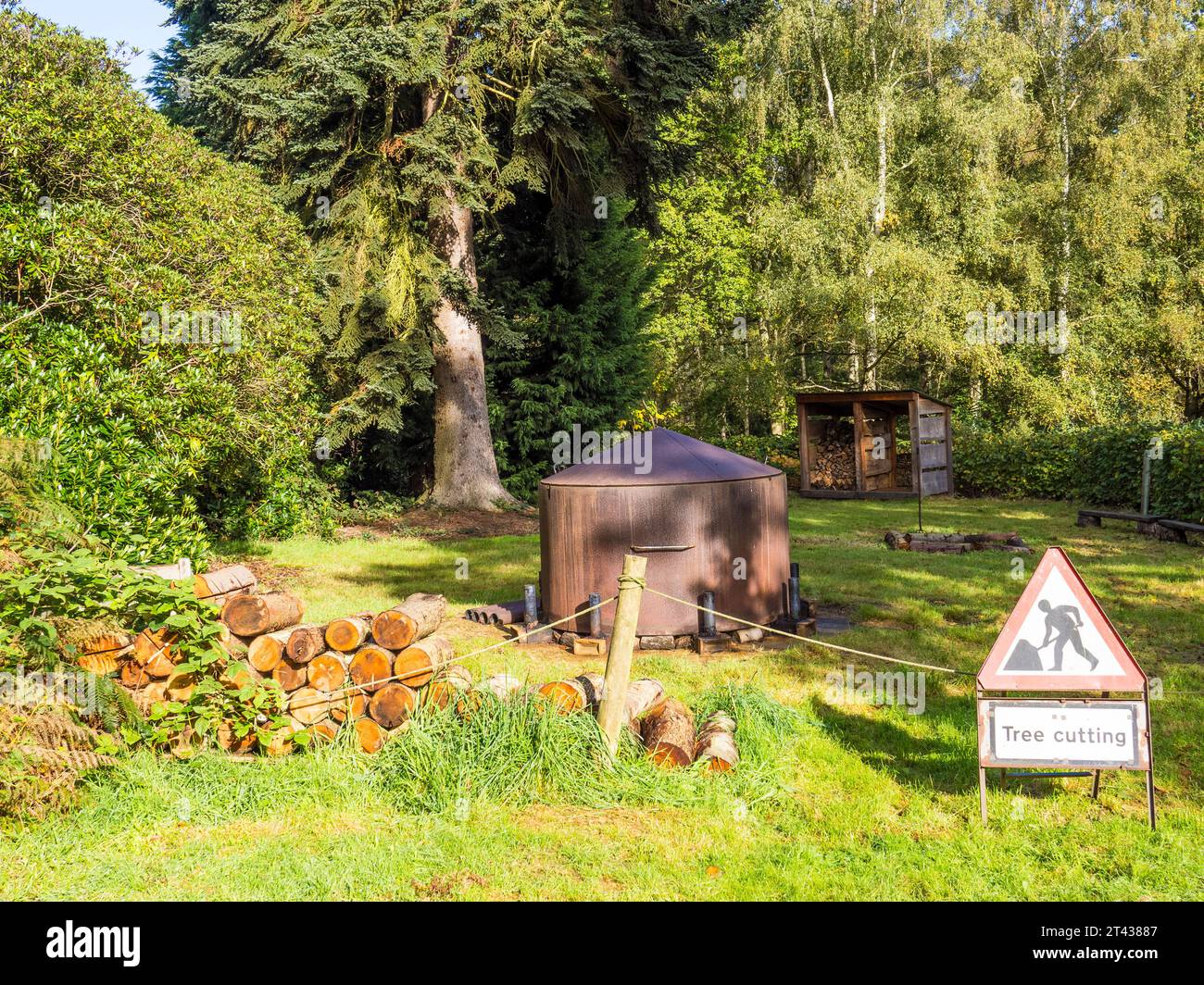 Clearing in Woodland, Harcourt Arboretum, Oxfordshire, England, UK, GB. Stock Photo