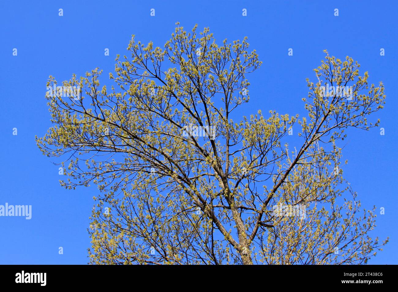 China green spring sprout hi-res stock photography and images - Alamy