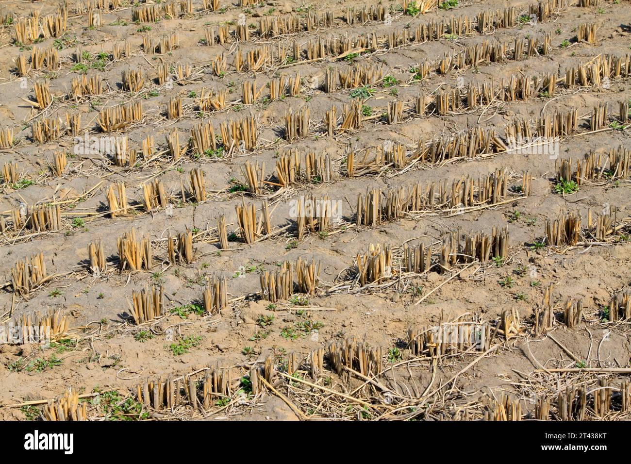 harvested rice in the field, in rural areas, China Stock Photo - Alamy