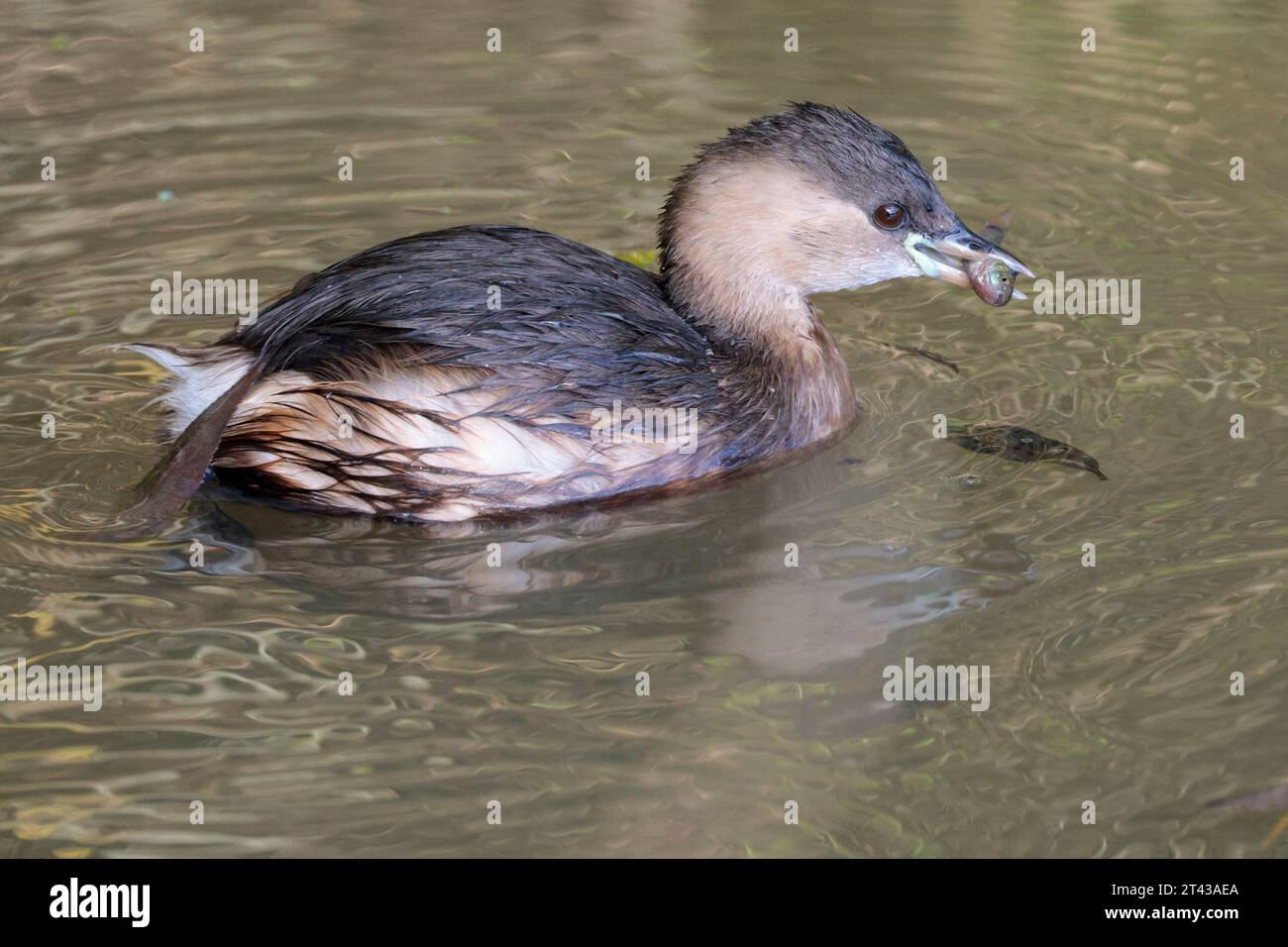 Little grebe Tachybaptus ruficollis, small diving bird with fish in bill autumn winter plumage buff grey brown and lime green patch at base of bill Stock Photo