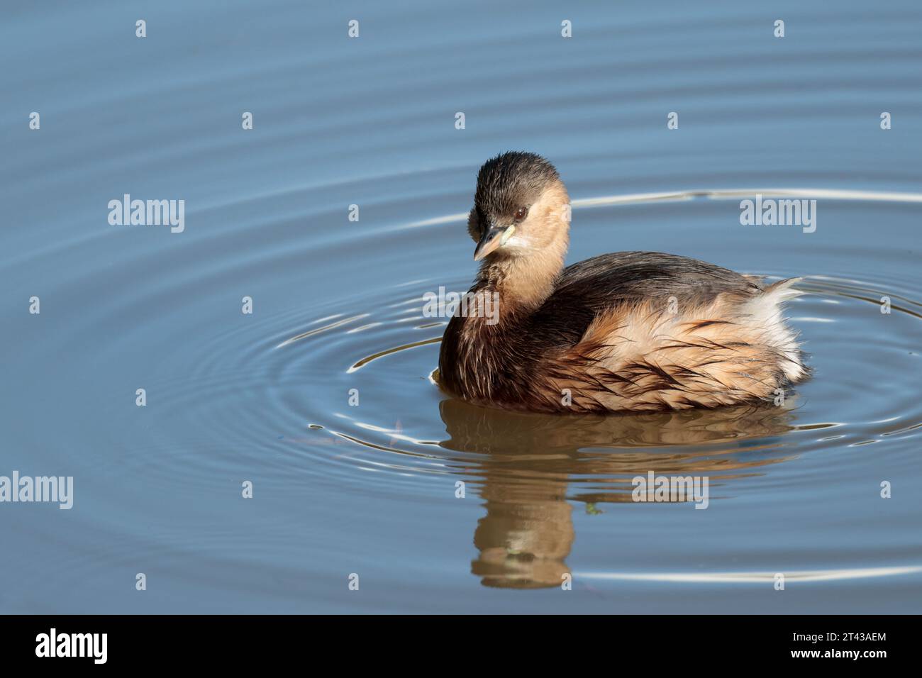 Little grebe Tachybaptus ruficollis, small diving bird autumn winter plumage buff grey brown lime green patch at base of bill Stock Photo