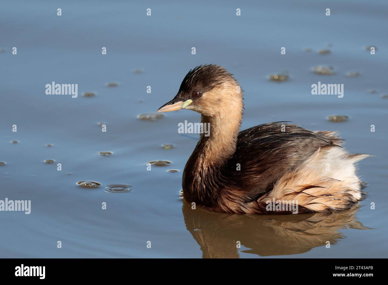 Little grebe Tachybaptus ruficollis, small diving bird autumn winter plumage buff grey brown lime green patch at base of bill Stock Photo