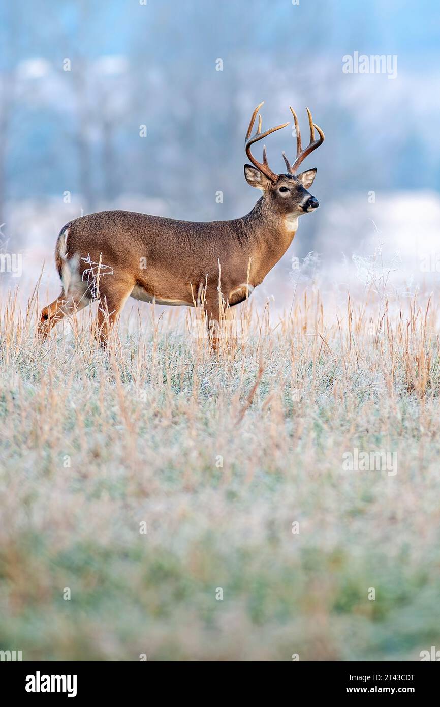 Full view of white tail deer 8-point buck in Cades Cove, Great Smoky Mountains Tn. Stock Photo