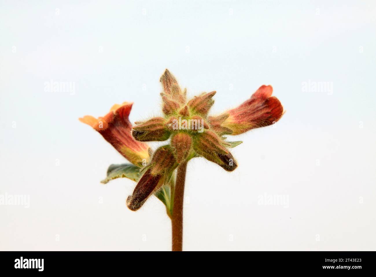 Rehmannia glutinosa flowers in the wild, north china Stock Photo