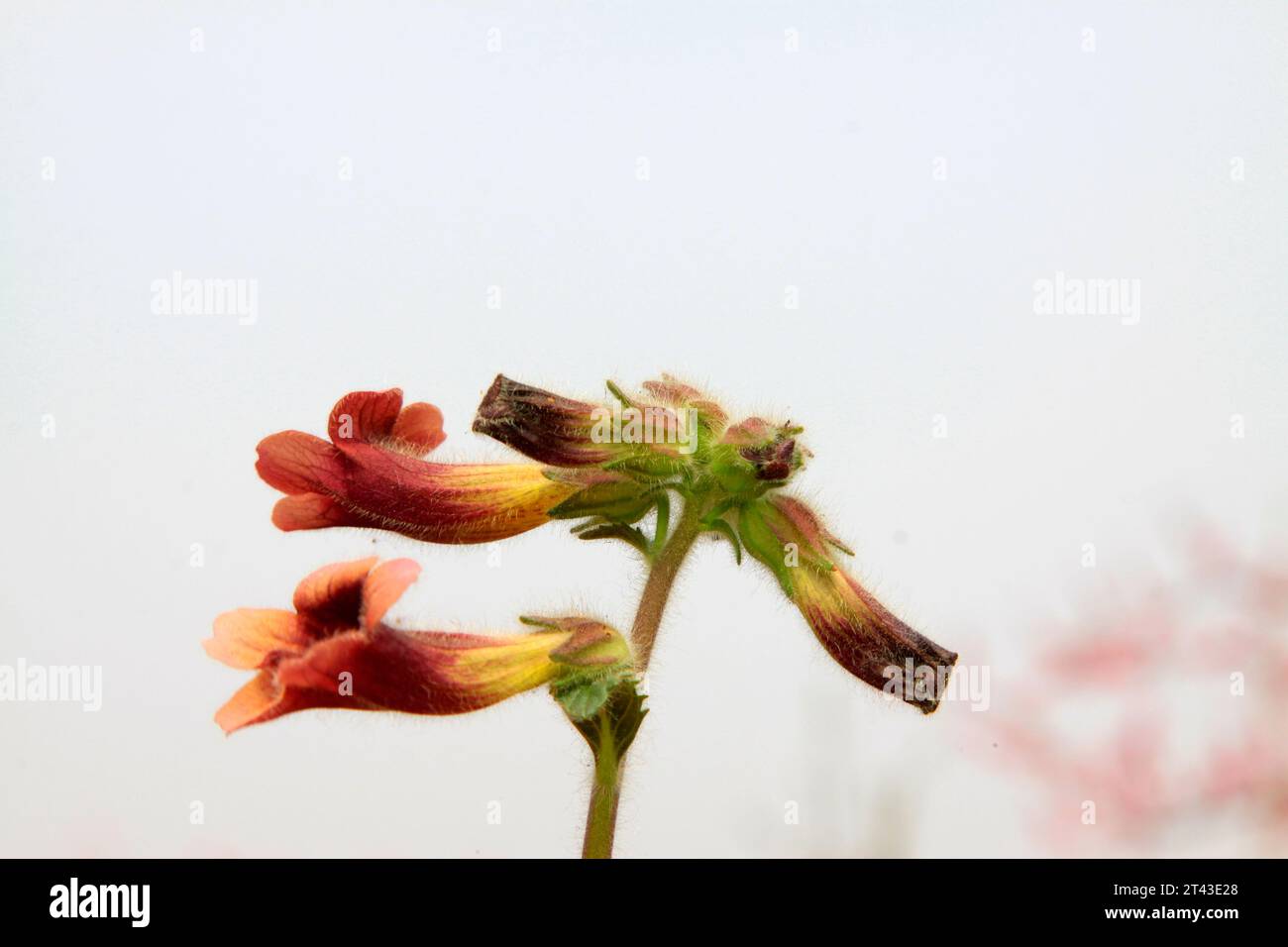 Rehmannia glutinosa flowers in the wild, north china Stock Photo