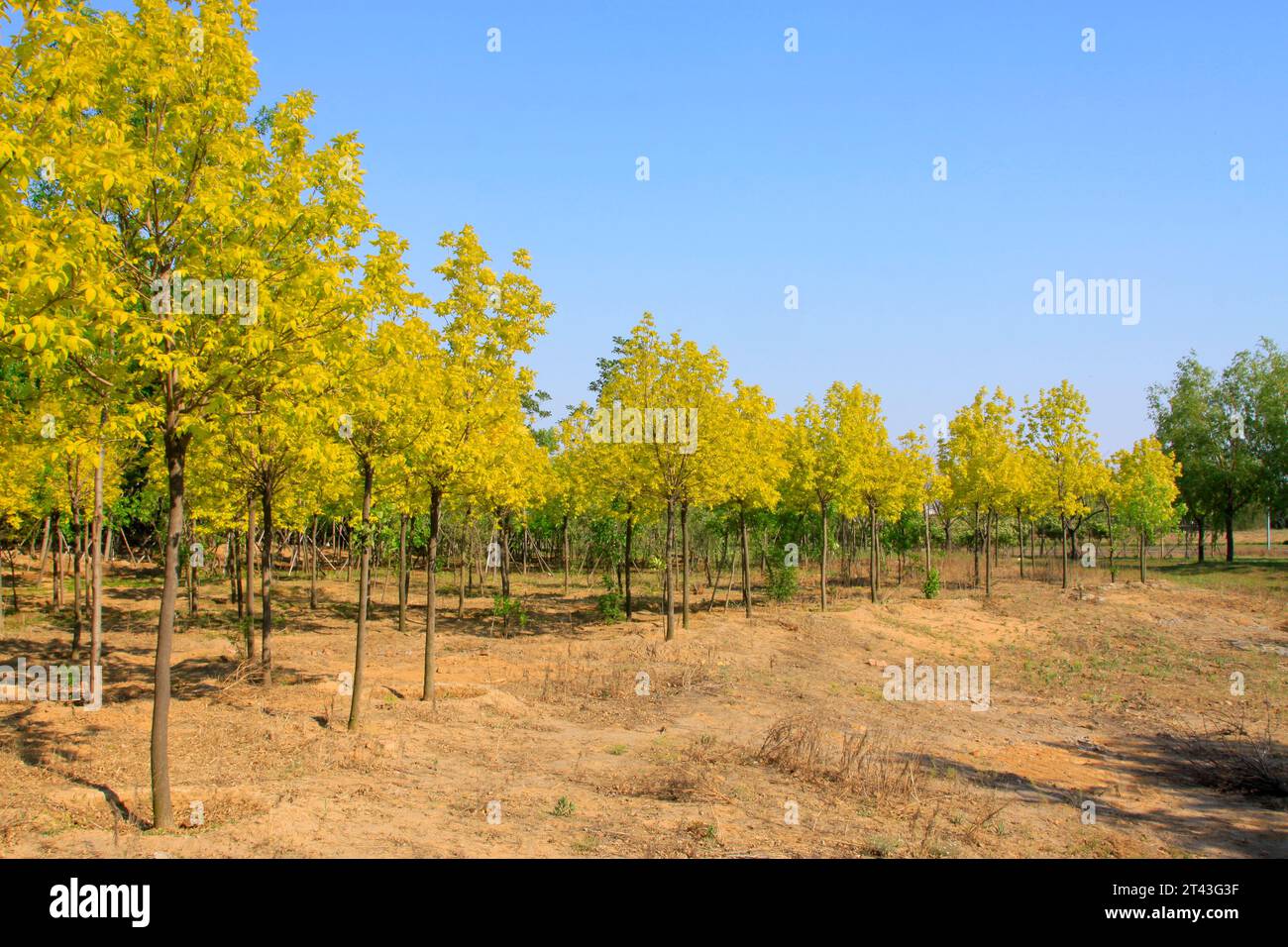 green trees in a park in spring Stock Photo - Alamy