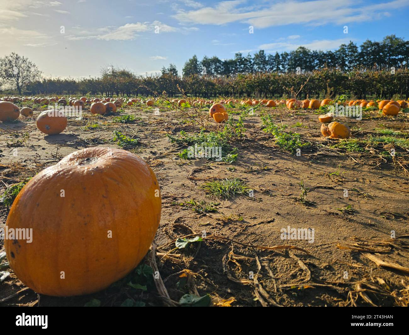 PYO pumpkins and millets farm Stock Photo - Alamy