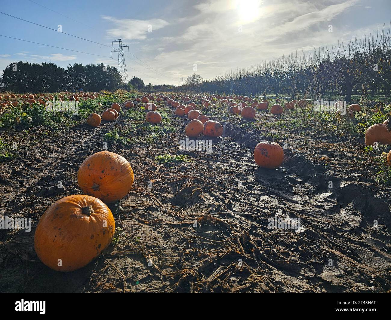 Abingdon millets farm hi-res stock photography and images - Alamy