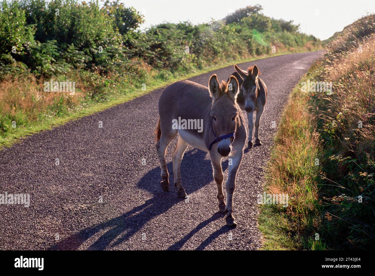 Donkeys on Irish Road Sheeps Head Peninsula Bantry County Cork Ireland Stock Photo