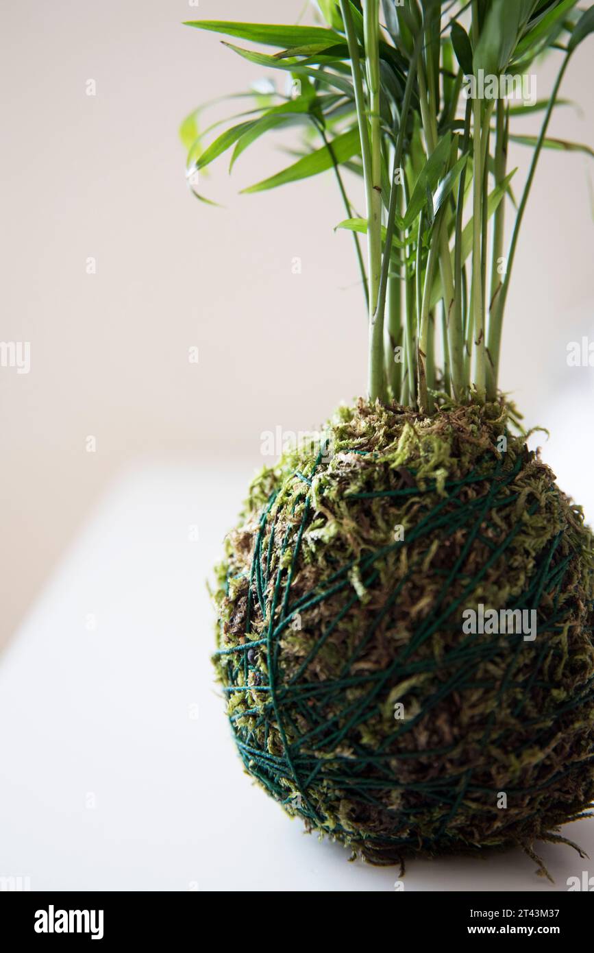 Natural beauty captured in the simplicity of a Kokedama's moss-covered sphere, a testament to organic elegance. Stock Photo