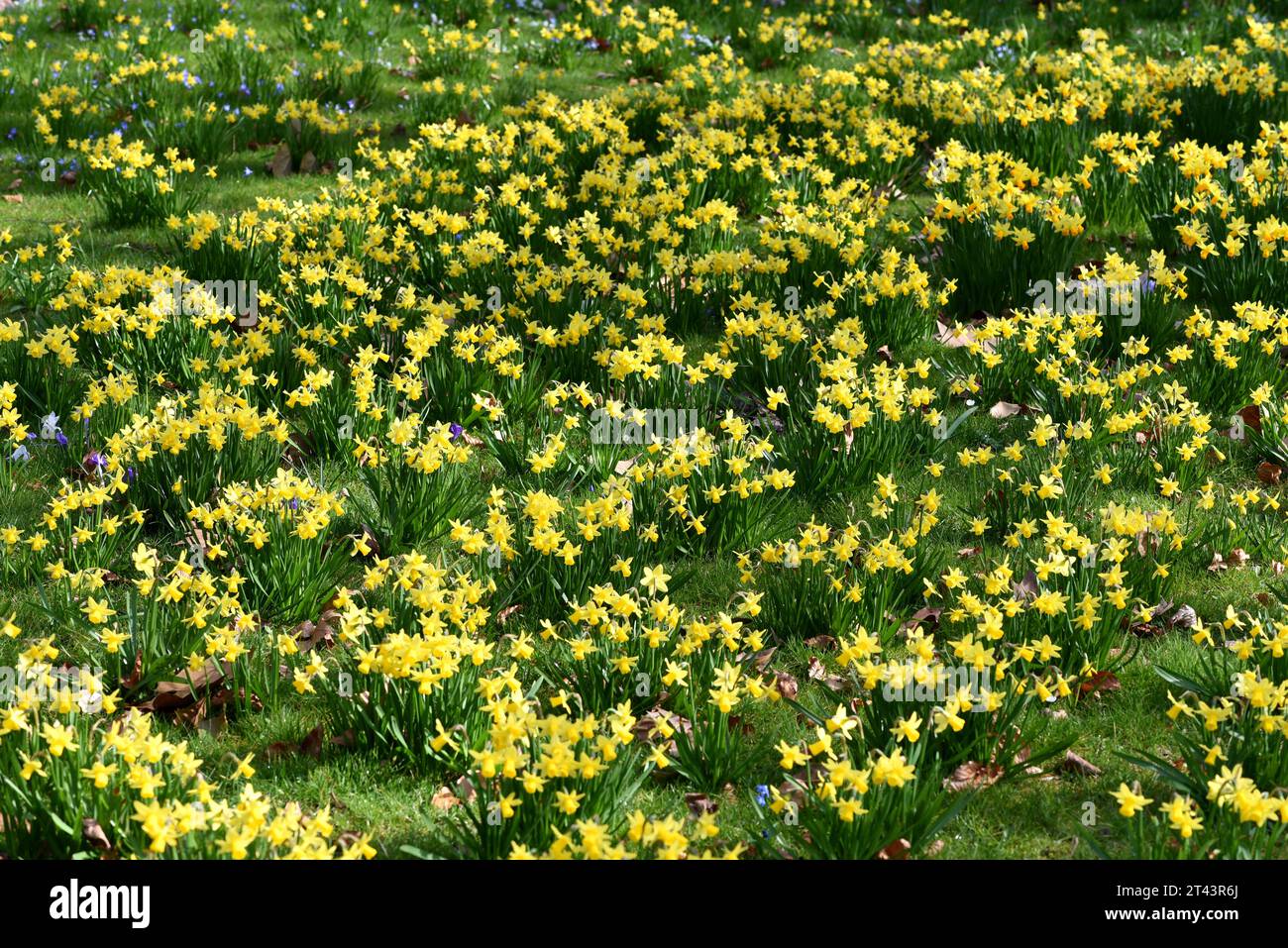 Narzissen sind sehr attraktive Fruehblueher mit vorwiegend gelben Blueten. Daffodils are very attractive early bloomers with predominantly yellow flow Stock Photo