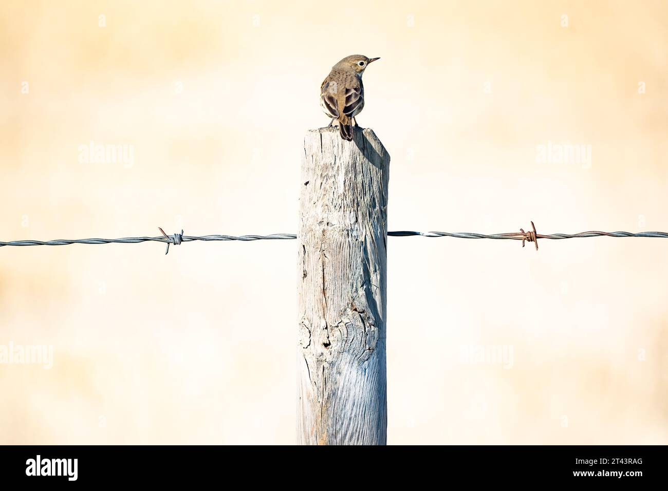 An American Pipit standing on a barbed wire fence wooden post during fall migration off the North American prairies in Rocky View County Alberta Canad Stock Photo