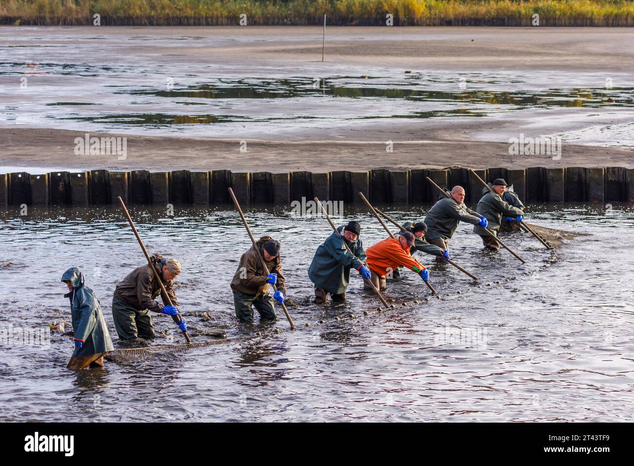 Traditionelles Abfischen der Peitzer Teiche DEU/Deutschland/Brandenburg