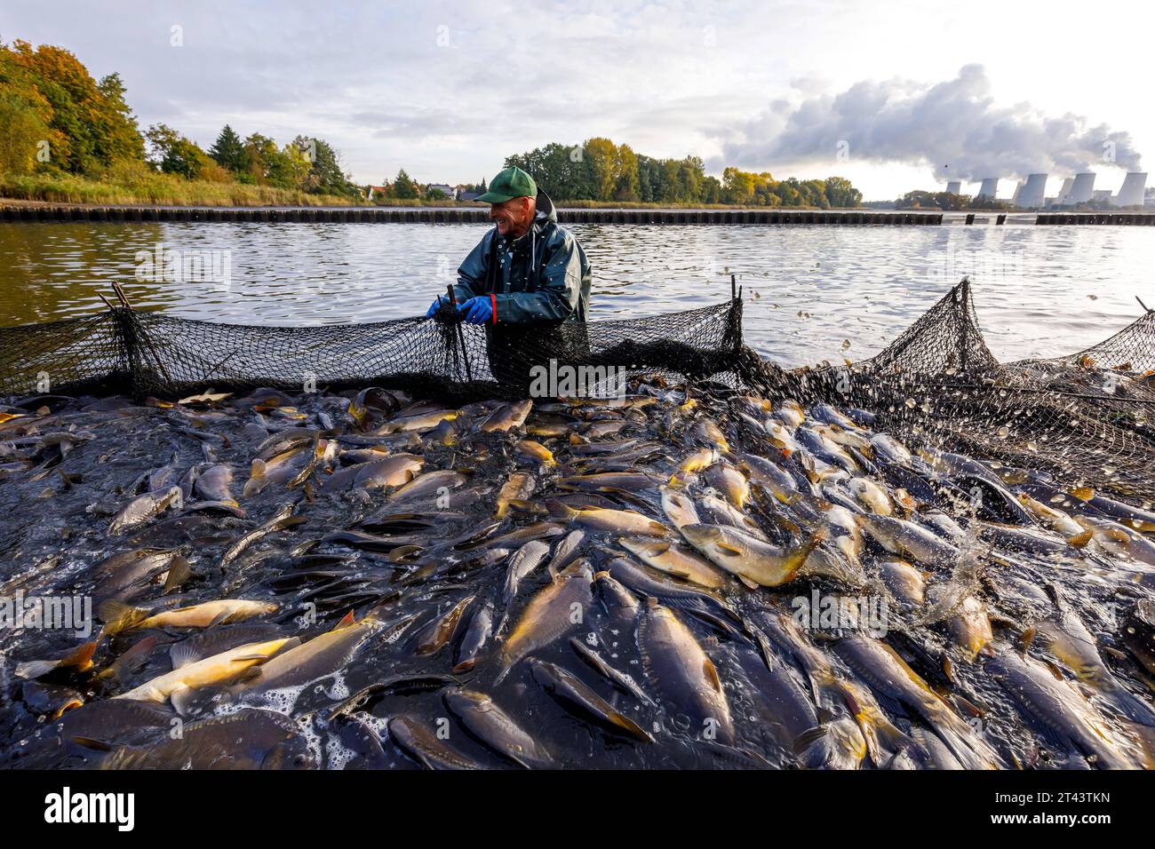 Silvesterkarpfen hires stock photography and images Alamy