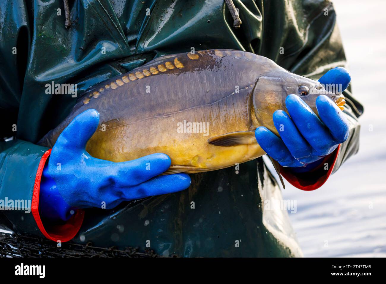 Traditionelles Abfischen der Peitzer Teiche DEU/Deutschland/Brandenburg