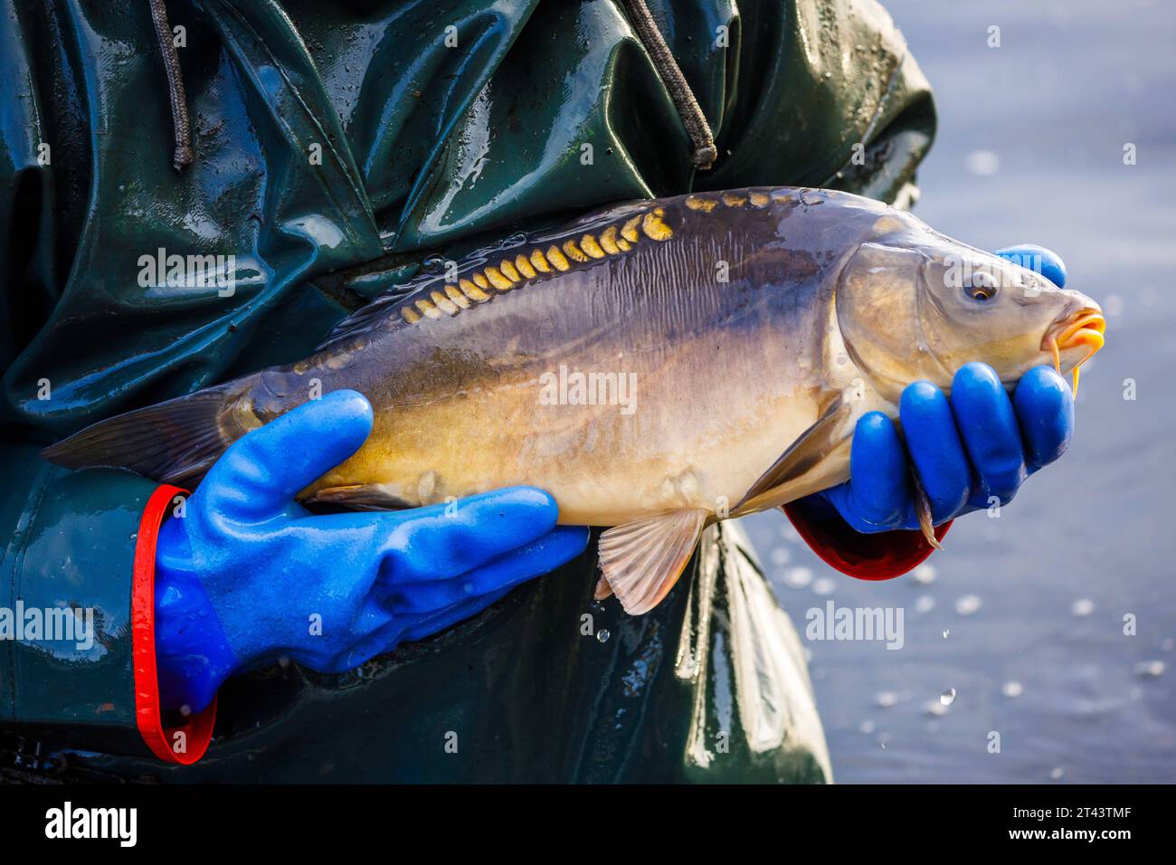 Traditionelles Abfischen der Peitzer Teiche DEU/Deutschland/Brandenburg