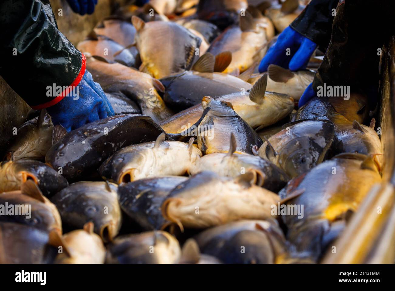 Sortiertisch hires stock photography and images Alamy