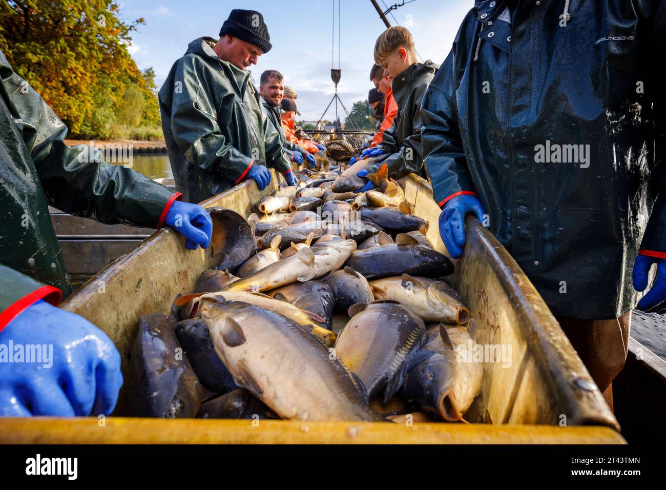 Sortiertisch hires stock photography and images Alamy