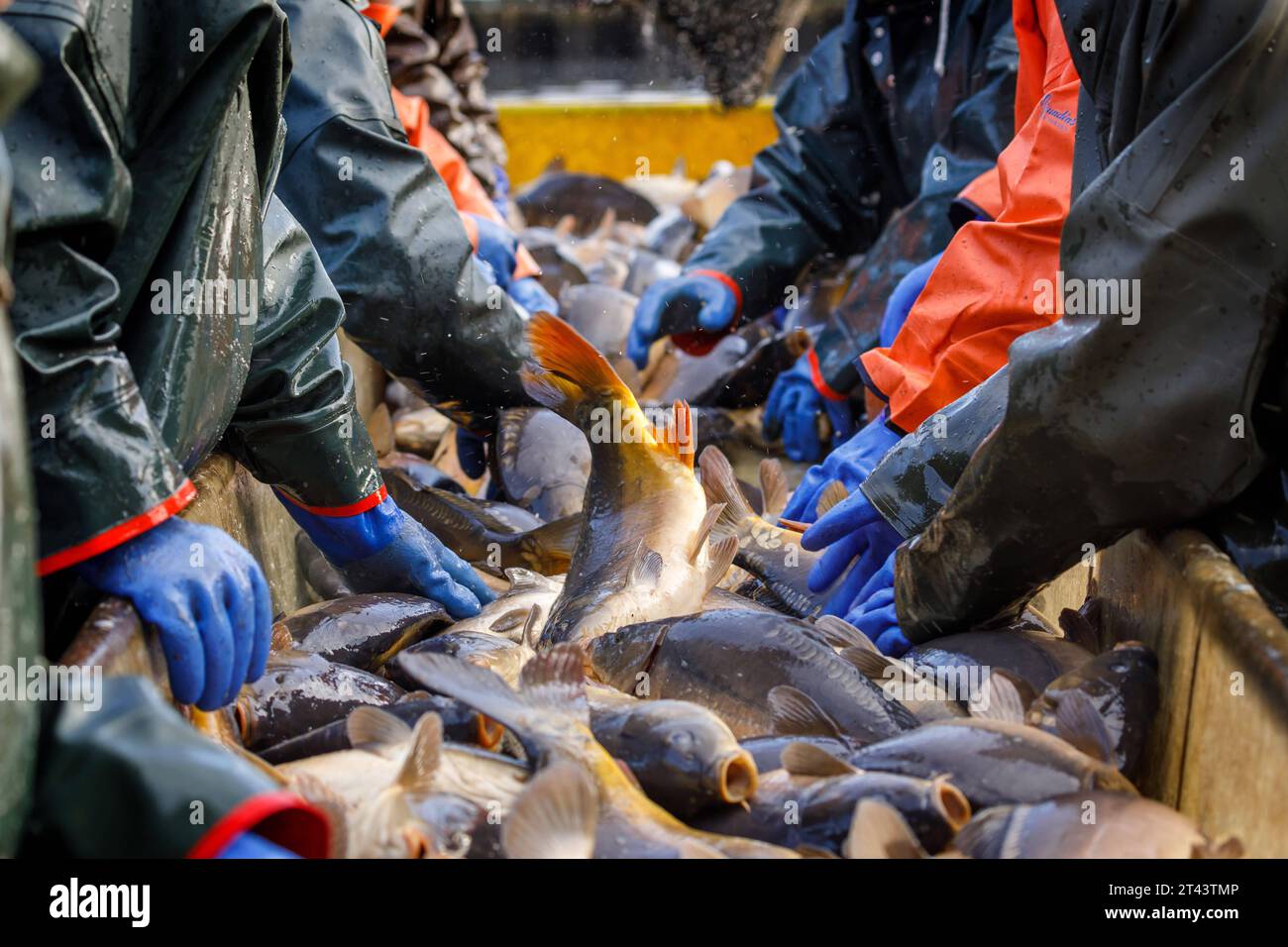 Traditionelles Abfischen der Peitzer Teiche DEU/Deutschland/Brandenburg