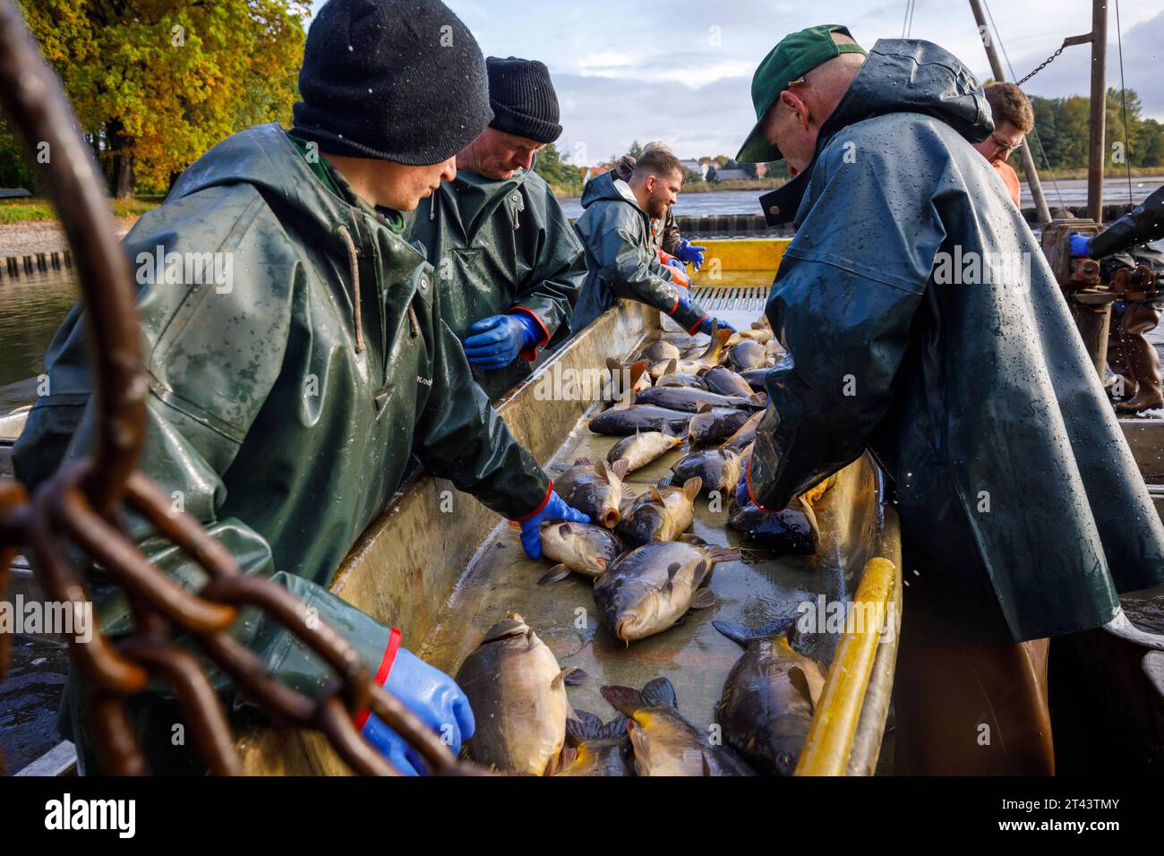 Sortiertisch hires stock photography and images Alamy