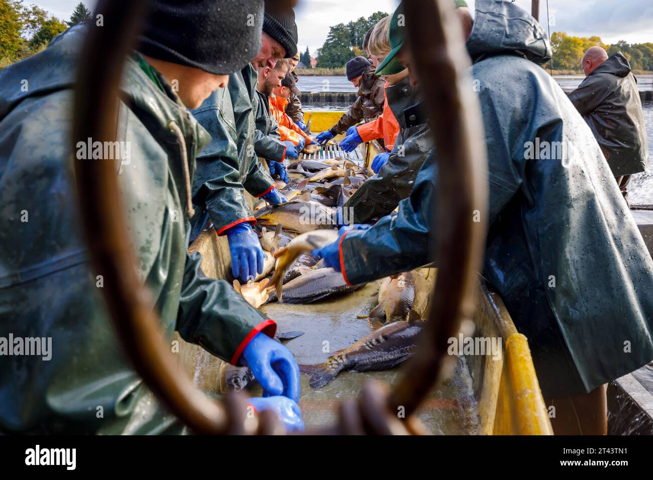 Sortiertisch hires stock photography and images Alamy